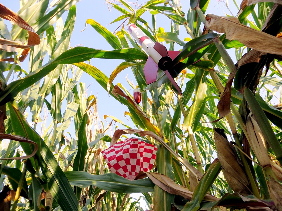 Big Bertha in the corn